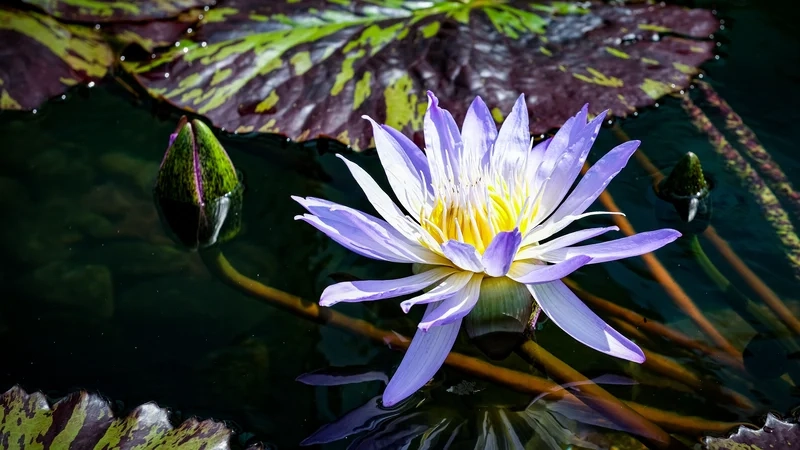 Vẻ thanh tao từ hoa súng đẹp khiến lòng người xao xuyến