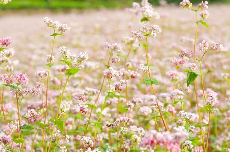 Biết được hoa tam giác mạch nở mùa nào để lên lịch du lịch