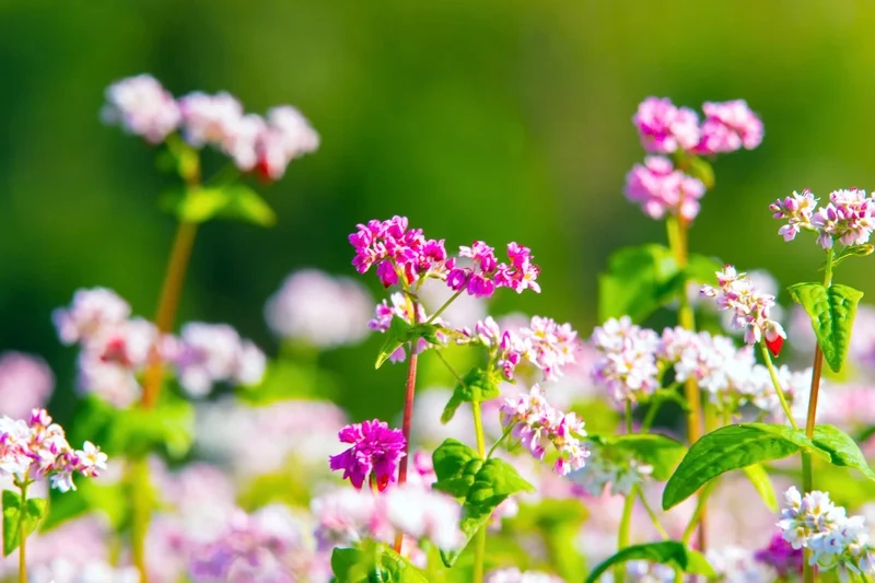 Thả hồn vào hình hoa tam giác mạch rực rỡ giữa núi rừng