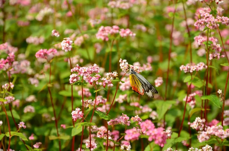 Chiêm ngưỡng hình ảnh hoa tam giác mạch ở hà giang thật sống động