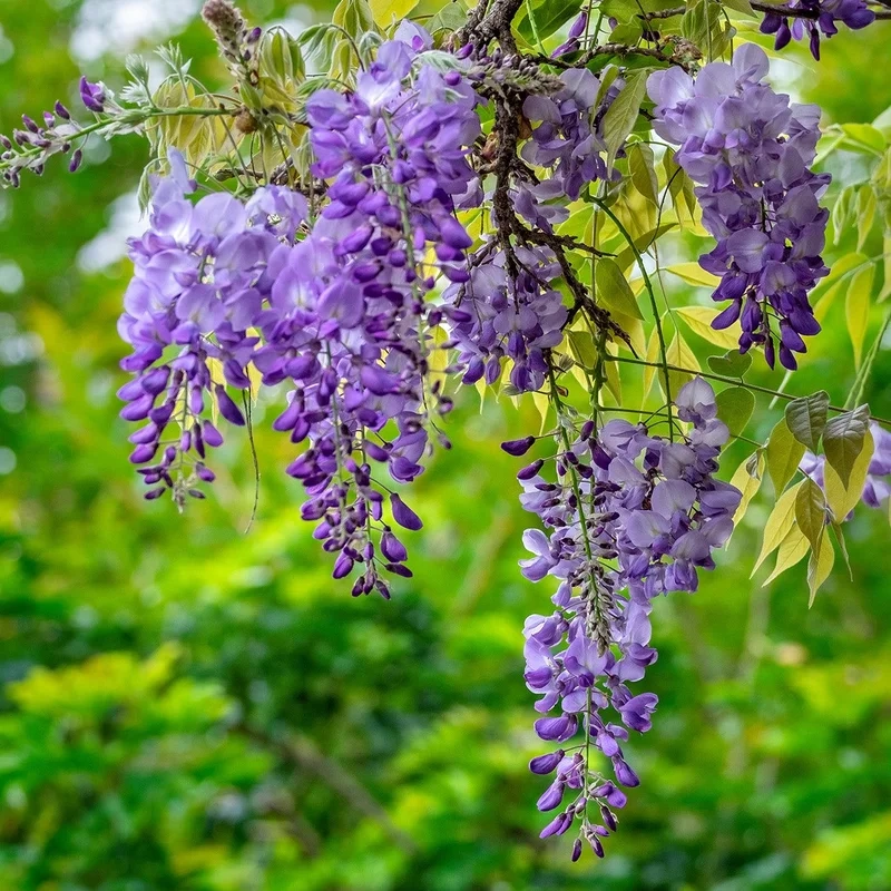 Chiêm ngưỡng vẻ huyền bí của ảnh hoa tử đằng