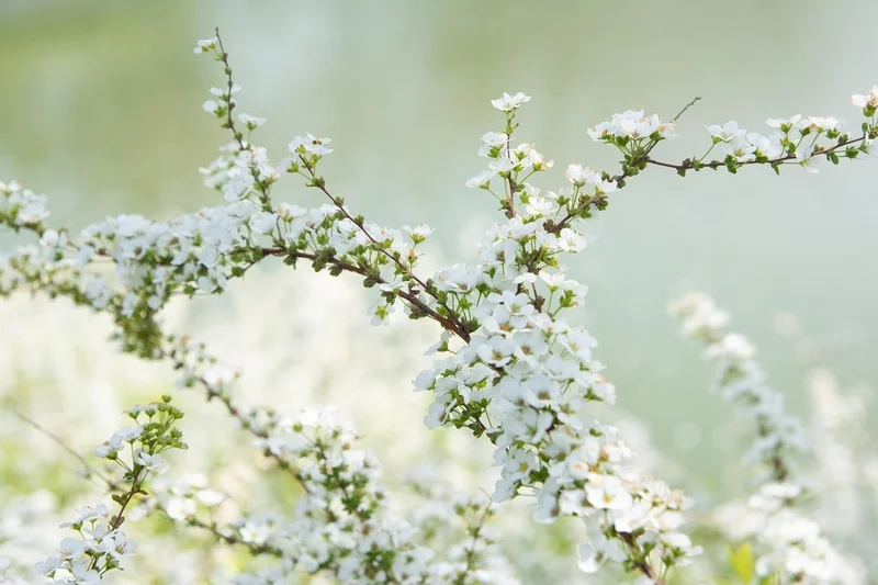 Khám phá nét đẹp thanh tao của hình ảnh tuyết mai