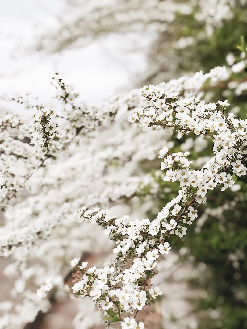 Tận hưởng không khí núi rừng cùng hoa tuyết mai rừng