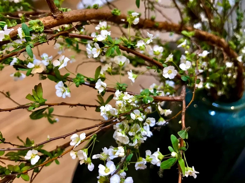 Cảm nhận sự tinh khiết từ hoa tuyết mai trắng nở rộ