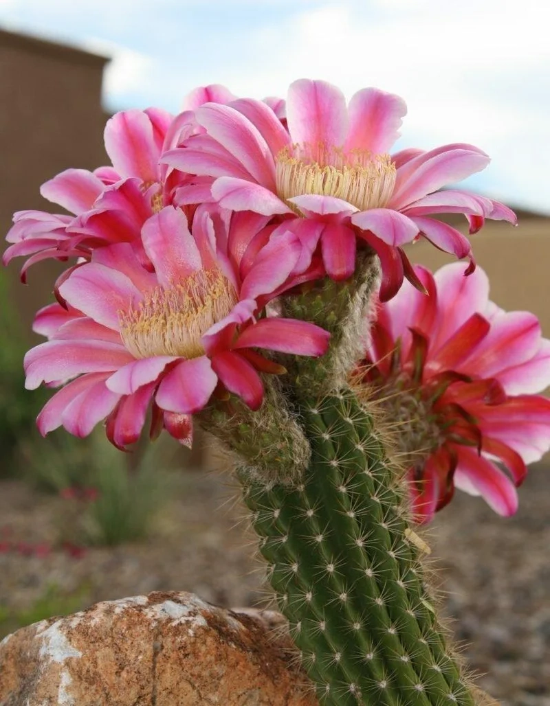 Khám phá vẻ đẹp hoang dã với ảnh hoa xương rồng