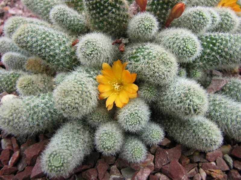 Ngắm vẻ rực rỡ mùa hoa qua ảnh hoa xương rồng đẹp nhất