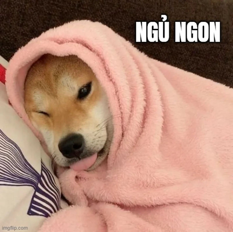Gửi lời chúc dễ thương trước khi đi ngủ là meme chúc ngủ ngon cute