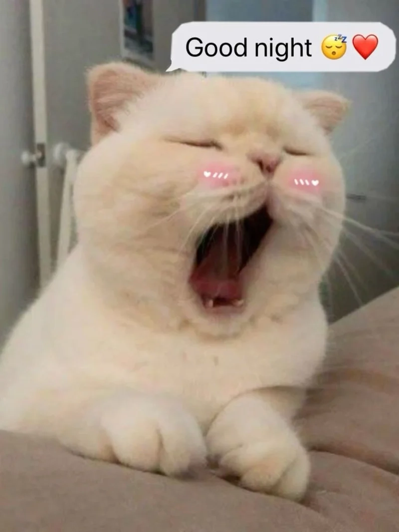 Khi mèo đáng yêu nhắm mắt là meme chúc ngủ ngon mèo