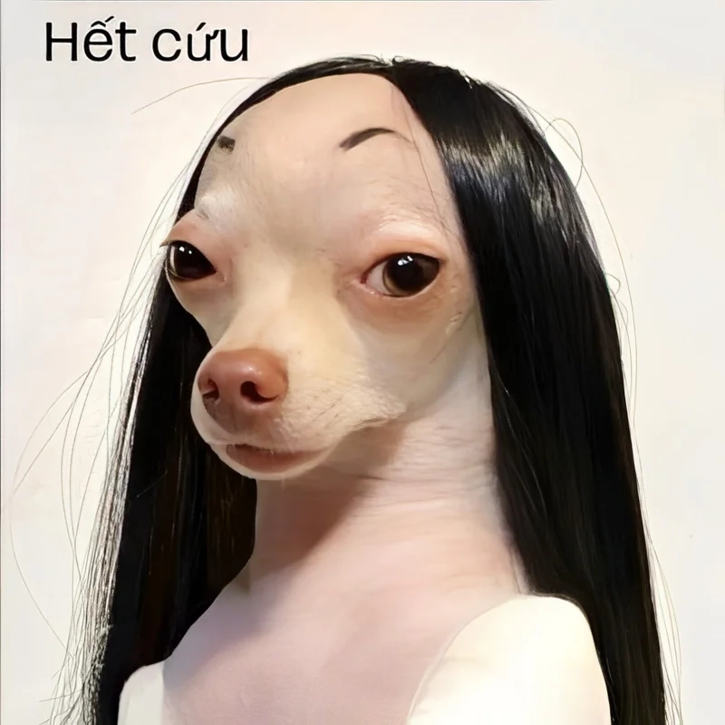 Xem ảnh meme hết cứu mà cười xỉu luôn