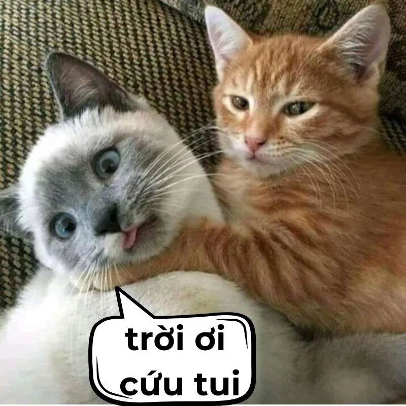 Dân mạng thả tim rần rần với meme cứu tui