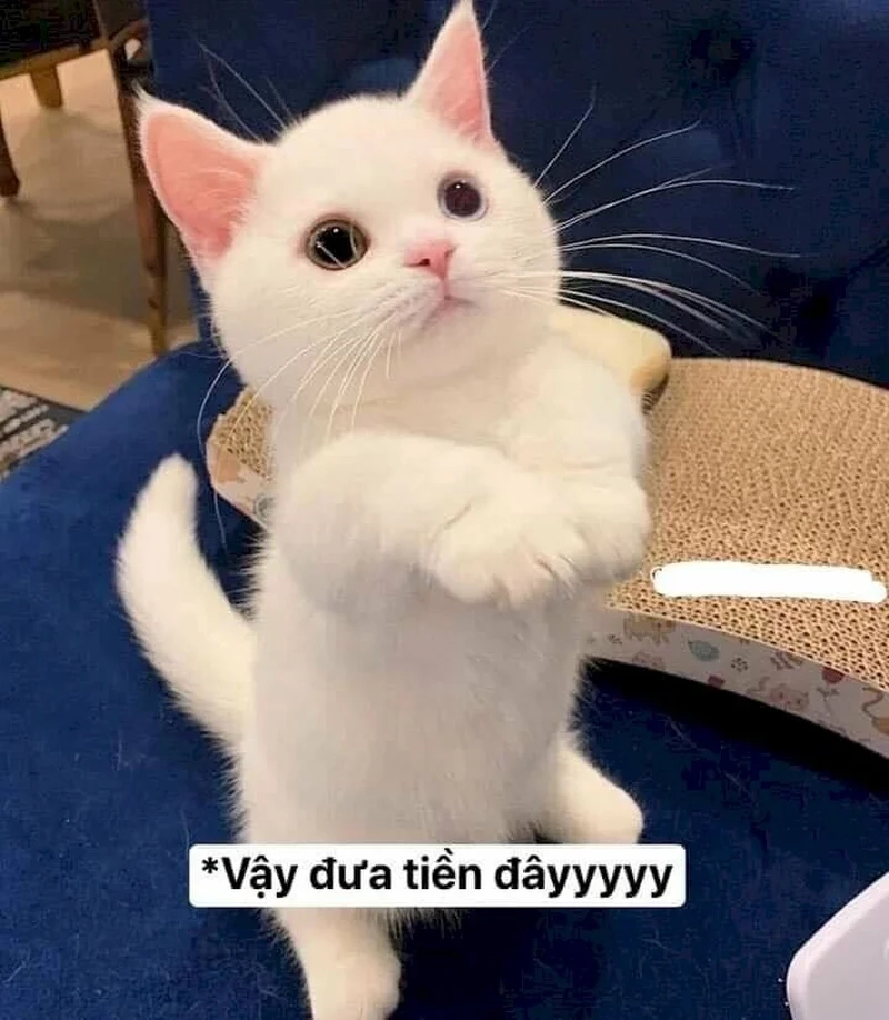 Khi tài khoản trống rỗng là ảnh meme hết tiền