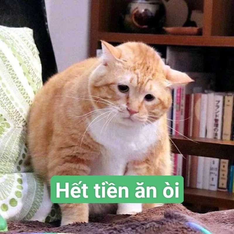Không còn một đồng nào là meme không có tiền