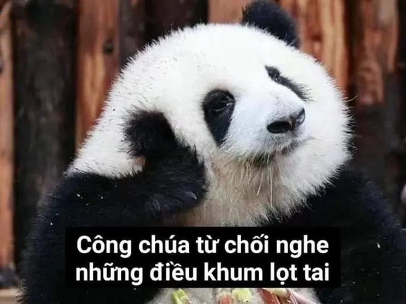 Hình ảnh gấu trúc dễ thương thật meme gấu trúc wechat