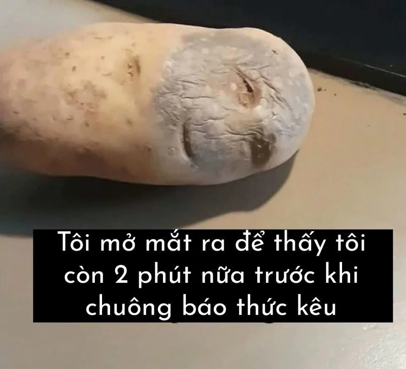 Hòa mình cùng Hội những người lười với meme chất
