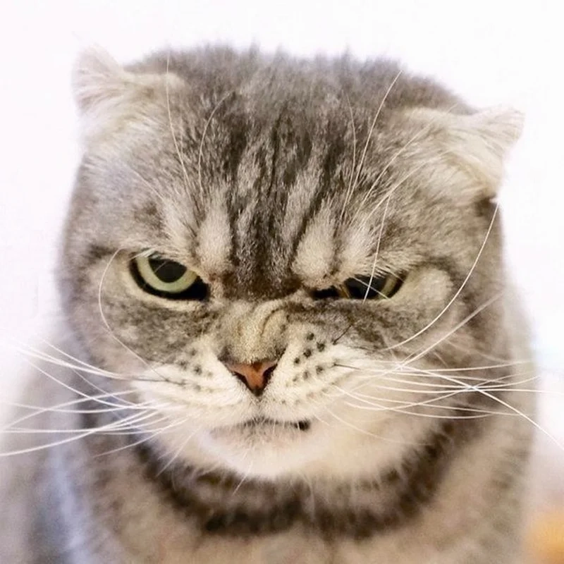 Cảnh giác vui nhộn cùng meme cầm dao thú vị