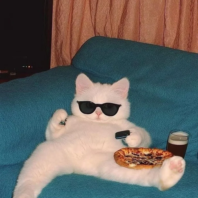 Mèo cũng biết tận hưởng cuộc sống nhờ meme mèo lười
