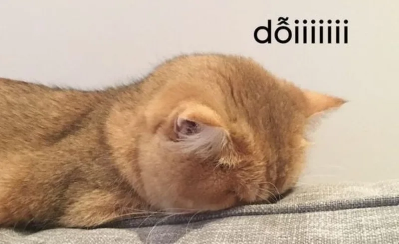 Khi boss dỗi thì cả nhà phải im lặng meme khi boss dỗi