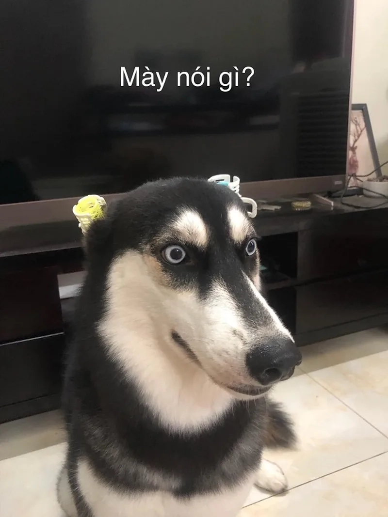Chó ngáo Husky luôn đem lại niềm vui meme chó ngáo husky