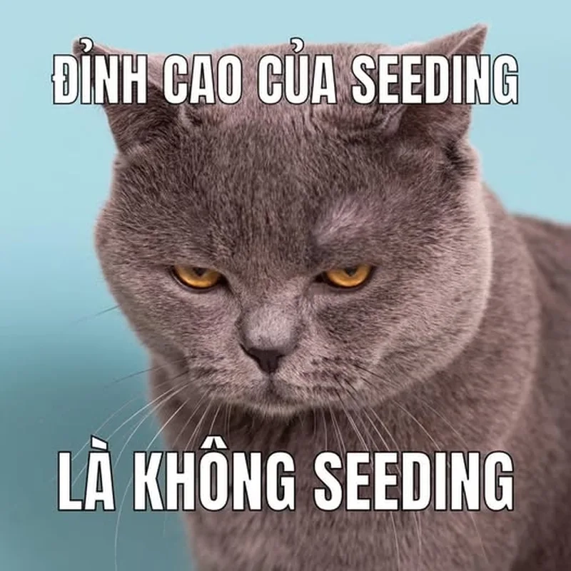 Seeding mạnh mẽ giúp tăng tương tác meme seeding