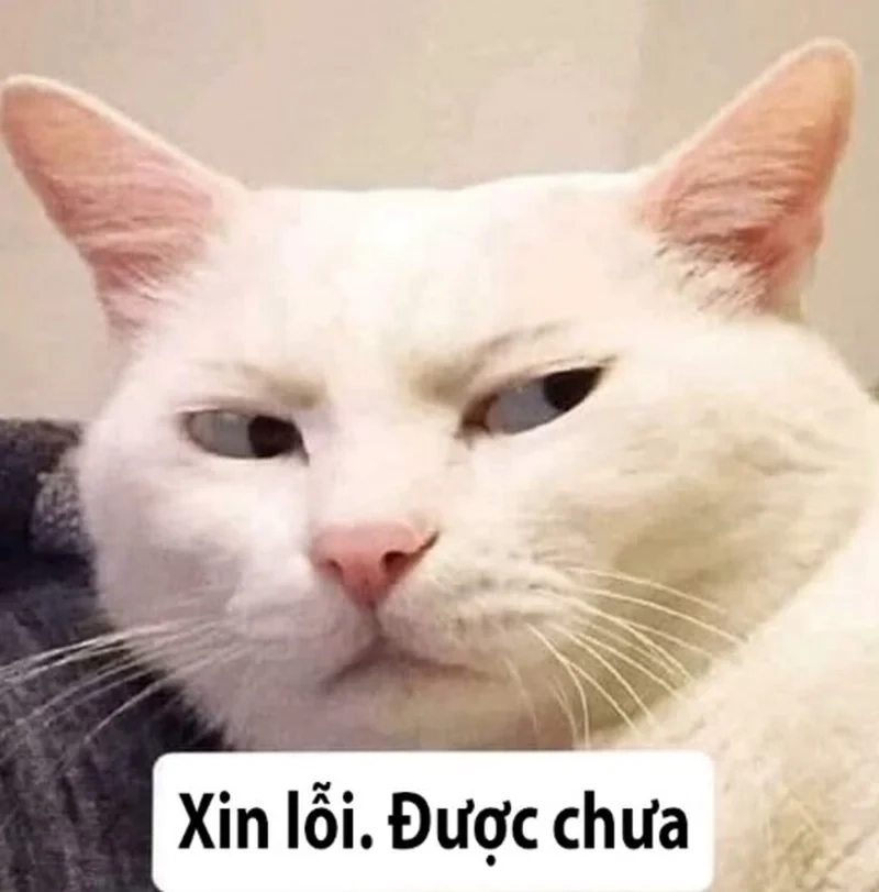 Hài hước mọi lúc với xin lỗi được chưa cực cute