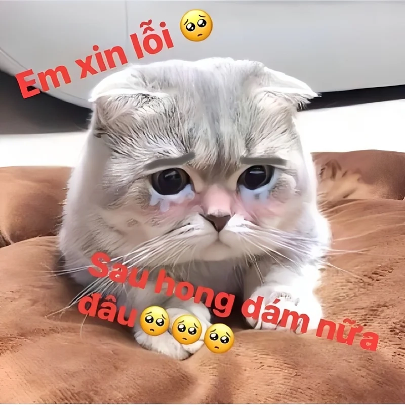 Cười vui vẻ cùng meme mèo xin lỗi