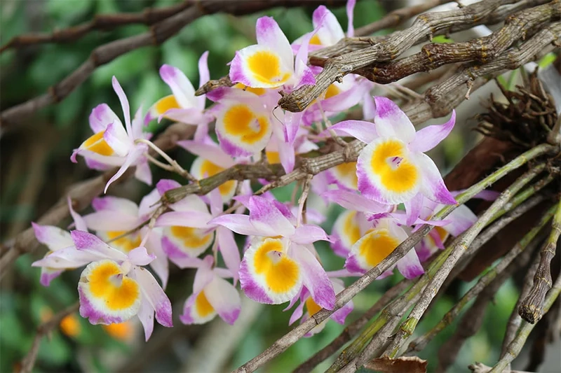 Thưởng thức vẻ thanh khiết của ảnh hoa phong lan rừng