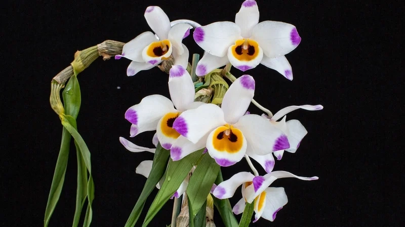 Ngắm sắc tím dịu dàng cùng hình ảnh hoa phong lan đẹp nhất