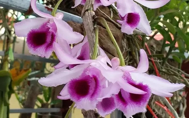 Chiêm ngưỡng từng cánh hoa qua ảnh hoa lan rừng đẹp