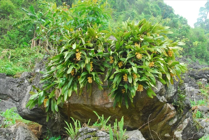 Chiêm ngưỡng vẻ đẹp tự nhiên với ảnh hoa phong lan