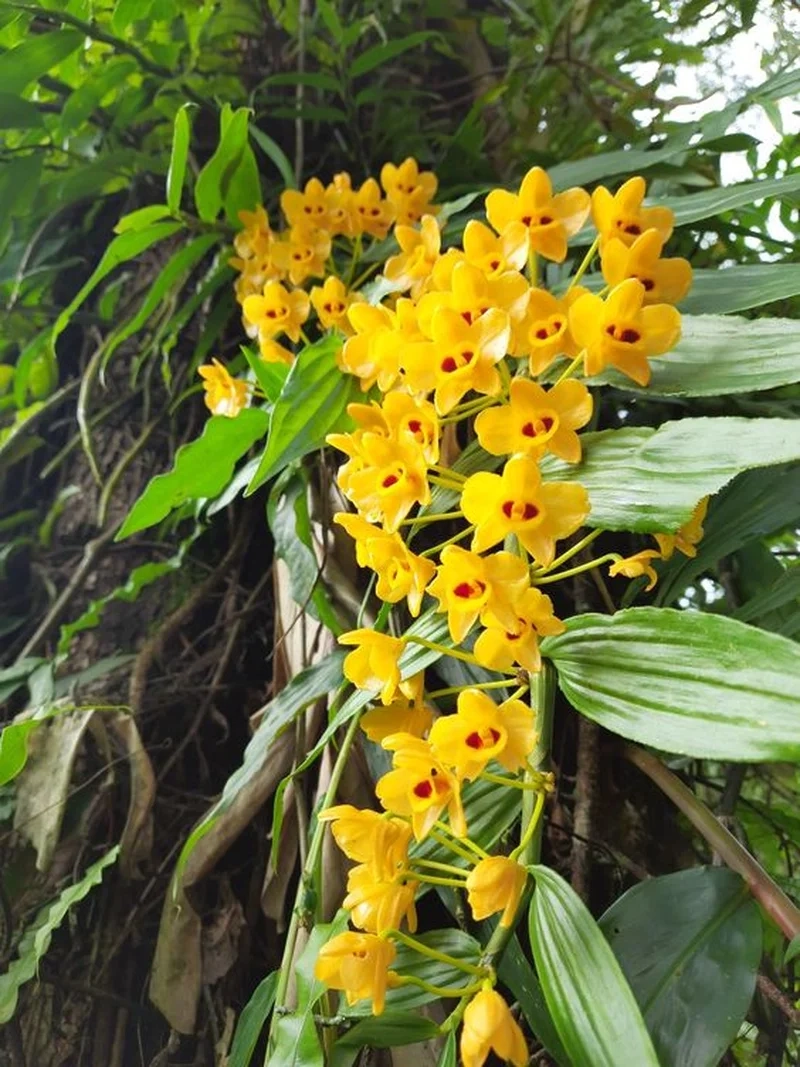 Tận hưởng sắc hoa rực rỡ từ hình ảnh hoa phong lan đẹp