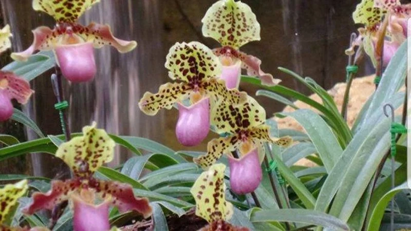 Ngắm hoa tuyệt mỹ trong hoa phong lan rừng đẹp nhất