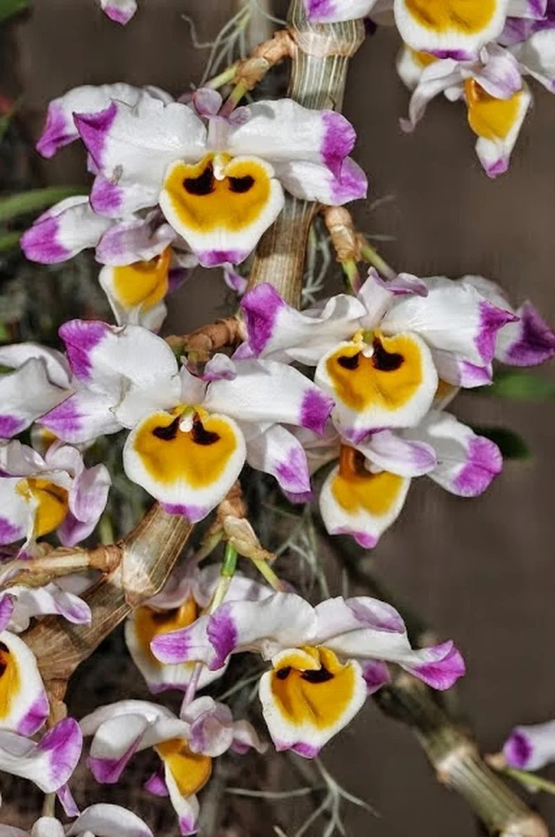 Tận hưởng không gian xanh với hình ảnh hoa phong lan rừng